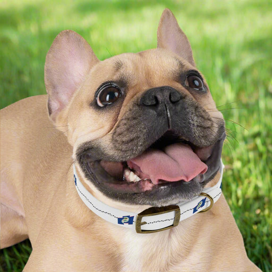 Belize Bound Pet Collar