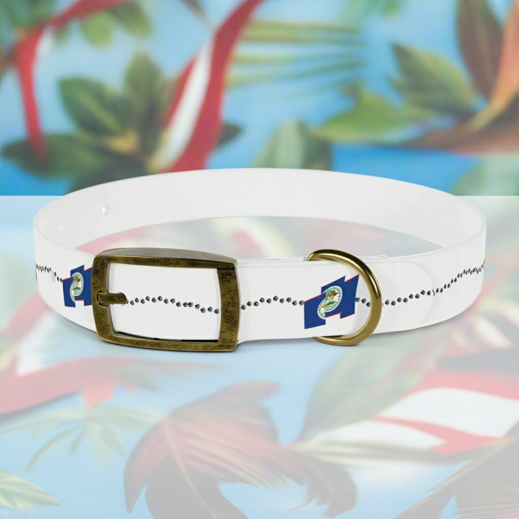 White dog collar with a metallic buckle on a white background