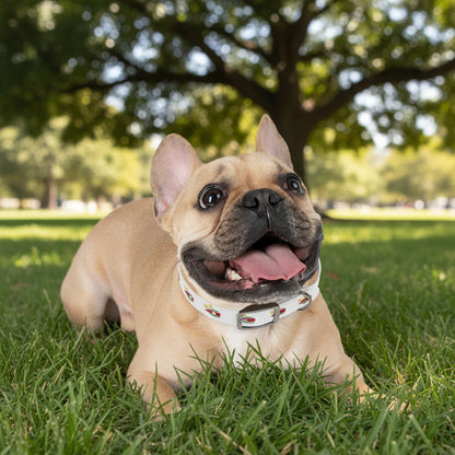 Golden Star Dog Collar
